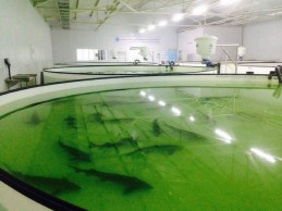 Рыбзавод «Caspian Royal Fish»